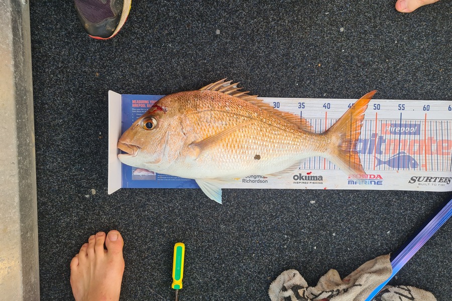 Josh Capper caught this 46.0cm Snapper at Waikawau mussel farms during The Hirepool Baitmates Fishing Comp