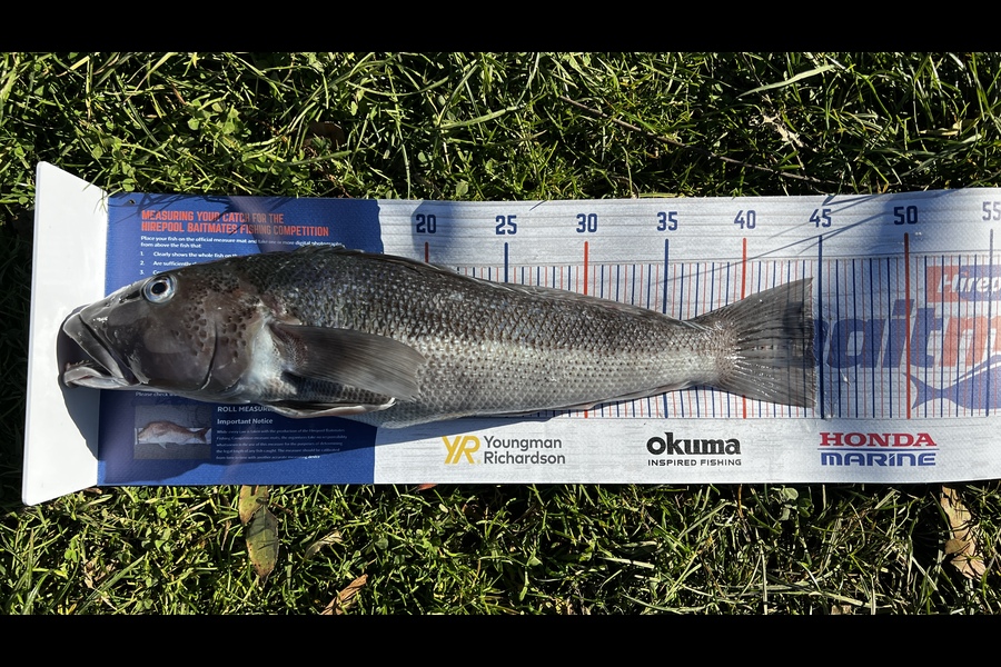 Jia Liu caught this 44.5cm Blue Cod at Dunedin  during The Hirepool Baitmates Fishing Comp