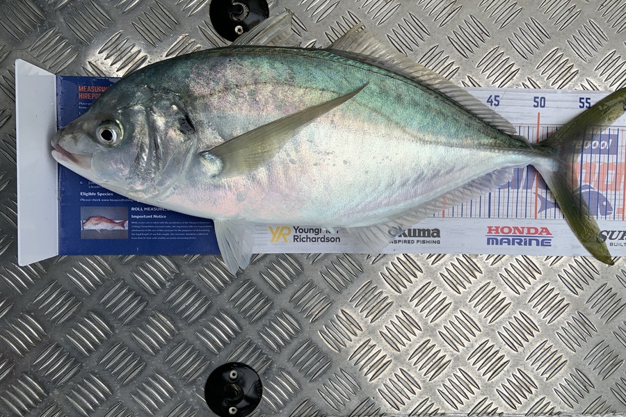 Laura Solomon caught this 54.0cm Trevally at Marlborough sounds  during The Hirepool Baitmates Fishing Comp