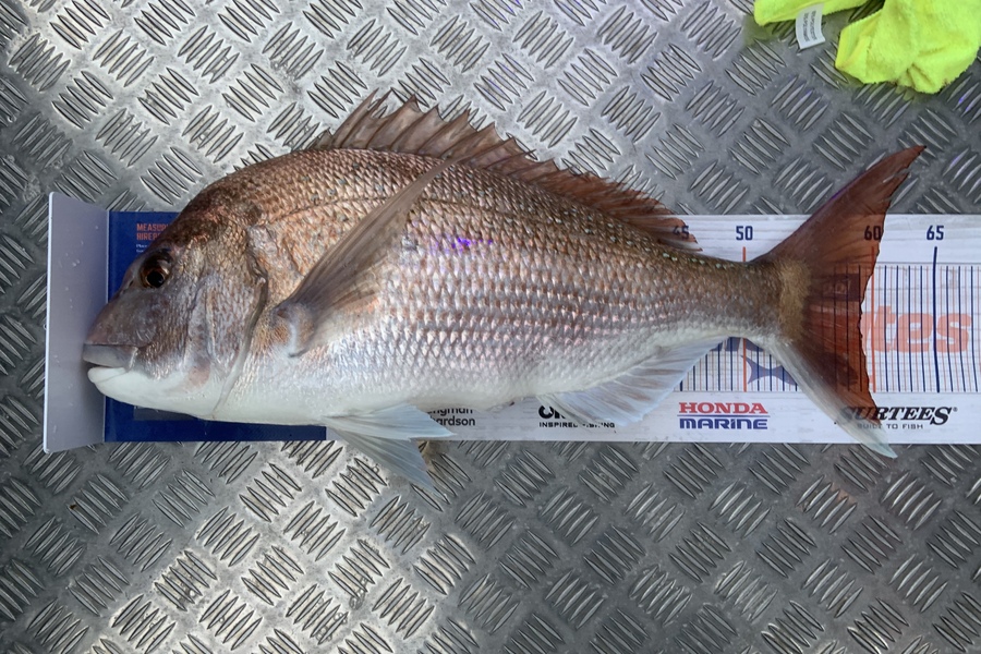 Laura Solomon caught this 59.0cm Snapper at Marlborough sounds  during The Hirepool Baitmates Fishing Comp