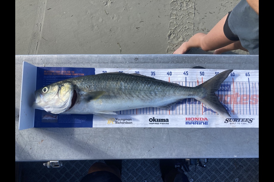 Craig Norton caught this 53.5cm Kahawai at Kaimaumau  during The Hirepool Baitmates Fishing Comp