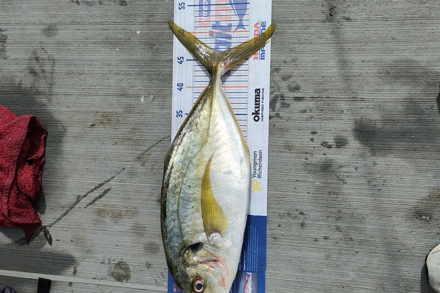 Yvonne Holt caught this 46.0cm Trevally at Mangonui  during The Hirepool Baitmates Fishing Comp