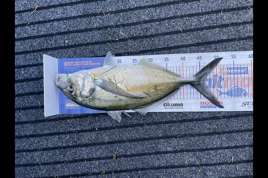 Alex Muir caught this 46.0cm Trevally at Boi during The Hirepool Baitmates Fishing Comp