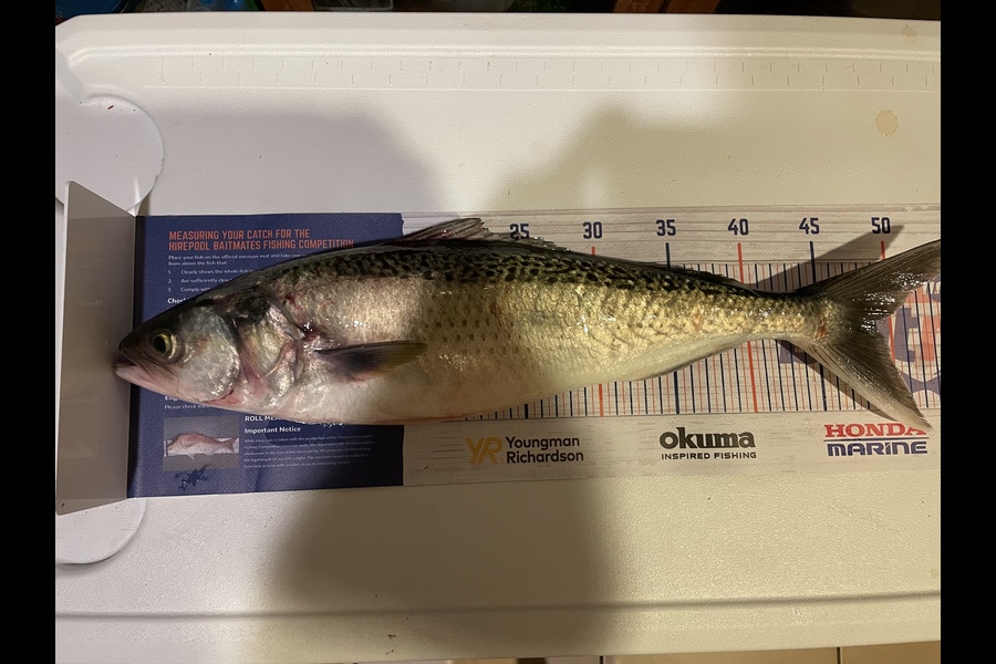 Sanal Kuriakose caught this 49.0cm Kahawai at Murray bay wharf  during The Hirepool Baitmates Fishing Comp