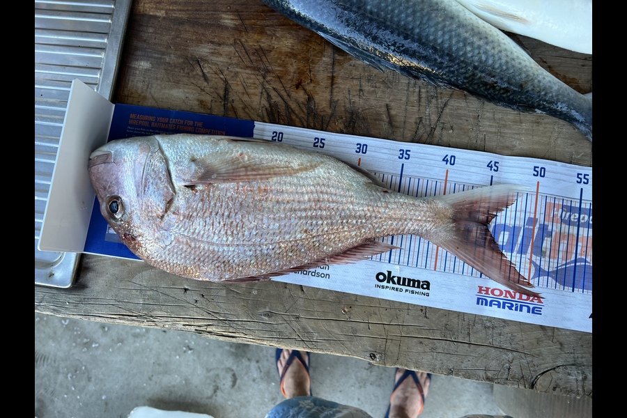 Dave Henderson caught this 45.0cm Snapper at Waiwera during The Hirepool Baitmates Fishing Comp