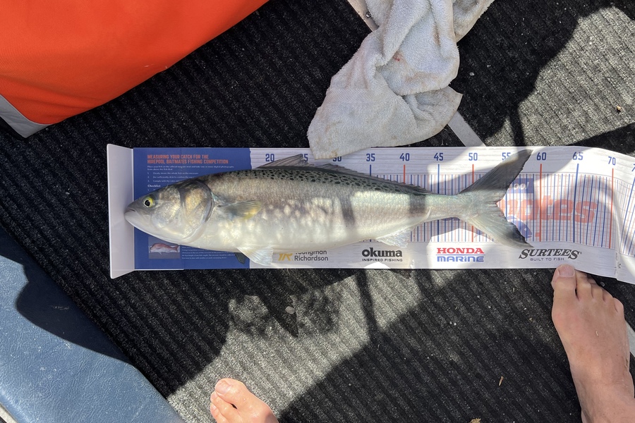 Dave Henderson caught this 53.5cm Kahawai at Waiwera during The Hirepool Baitmates Fishing Comp