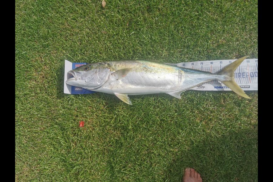 Chris Le Sueur caught this 92.0cm Kingfish at Waihau Bay during The Hirepool Baitmates Fishing Comp