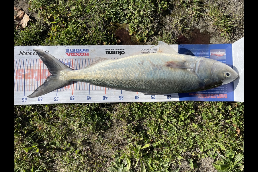 Matt Vieceli caught this 56.5cm Kahawai at Christchurch during The Hirepool Baitmates Fishing Comp