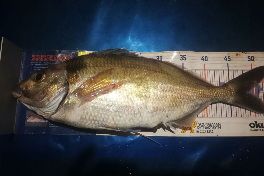 Leigh Page caught this 48.5cm Tarakihi at Wellington south coast during The Hirepool Baitmates Fishing Comp