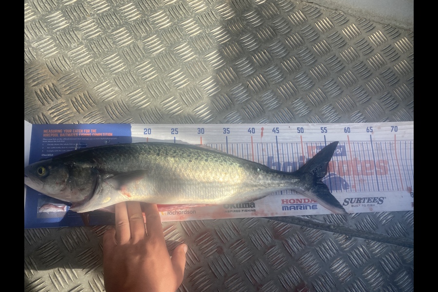 Keiran Bryant caught this 53.0cm Kahawai at Kapiti during The Hirepool Baitmates Fishing Comp