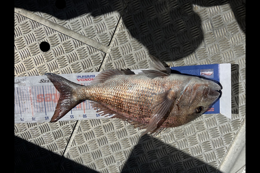 Arrum Ali caught this 58.5cm Snapper at Great Barrier Island during The Hirepool Baitmates Fishing Comp