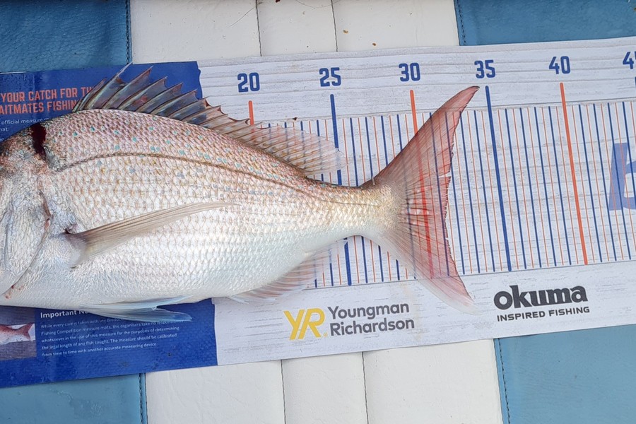 Cody Whitford caught this 31.0cm Snapper at Great mercury Island during The Hirepool Baitmates Fishing Comp