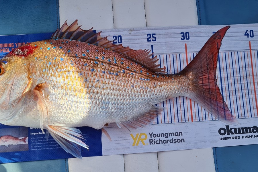 Cody Whitford caught this 34.0cm Snapper at Great Mercury Island during The Hirepool Baitmates Fishing Comp