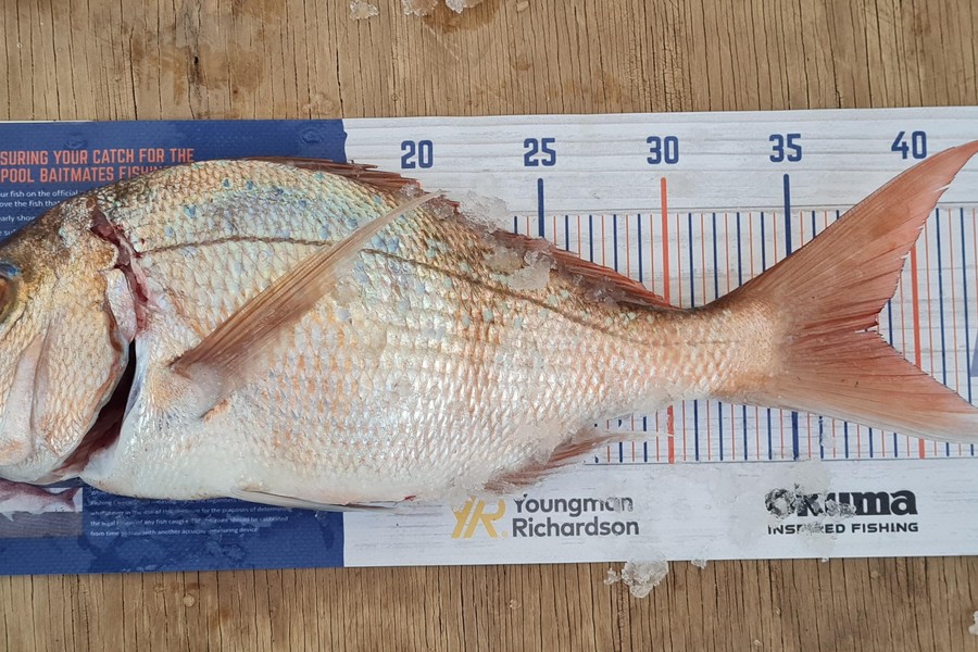 Cody Whitford caught this 38.0cm Snapper at Great Mercury Island during The Hirepool Baitmates Fishing Comp