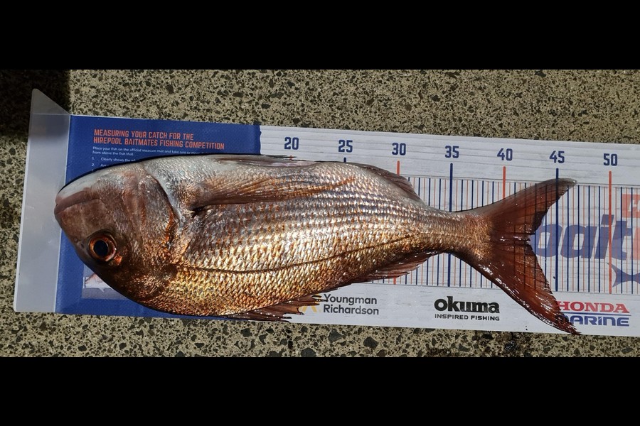 Cody Whitford caught this 42.0cm Snapper at Great Mercury Island during The Hirepool Baitmates Fishing Comp