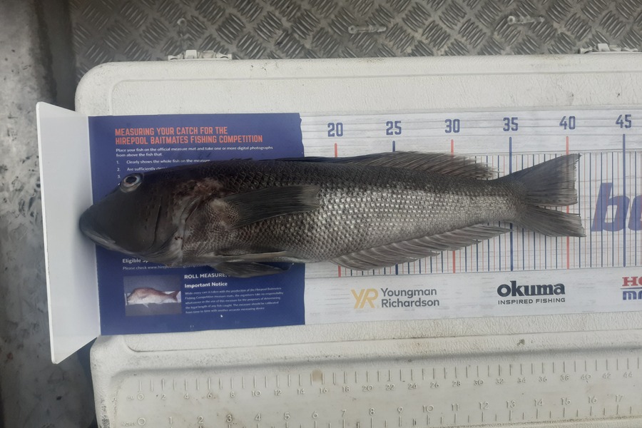 Craig Howard caught this 40.5cm Blue Cod at Shag point during The Hirepool Baitmates Fishing Comp