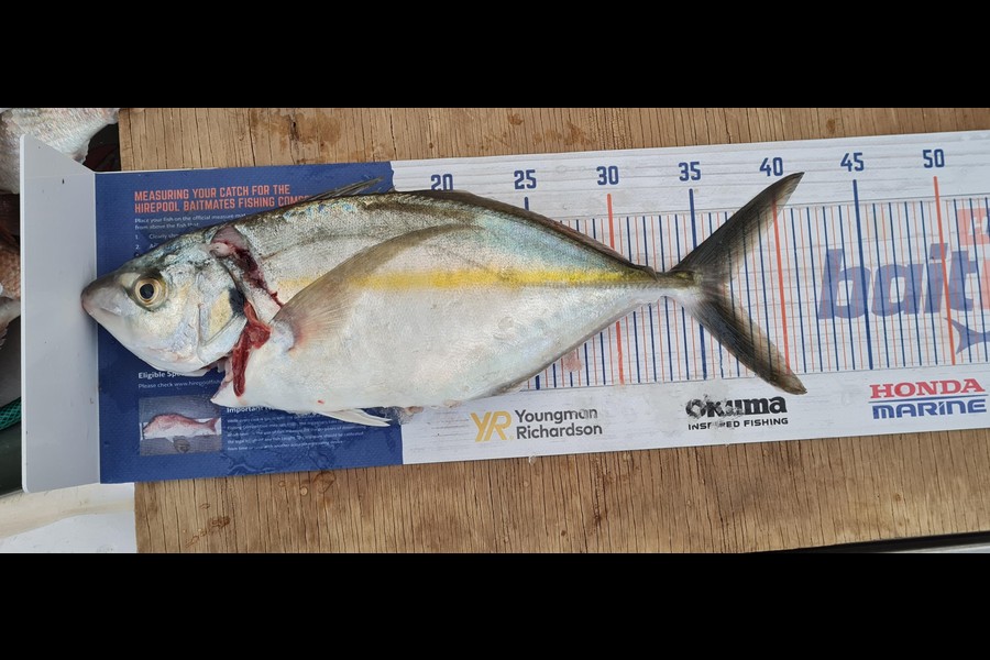 Cody Whitford caught this 36.5cm Trevally at Great Mercury Island  during The Hirepool Baitmates Fishing Comp