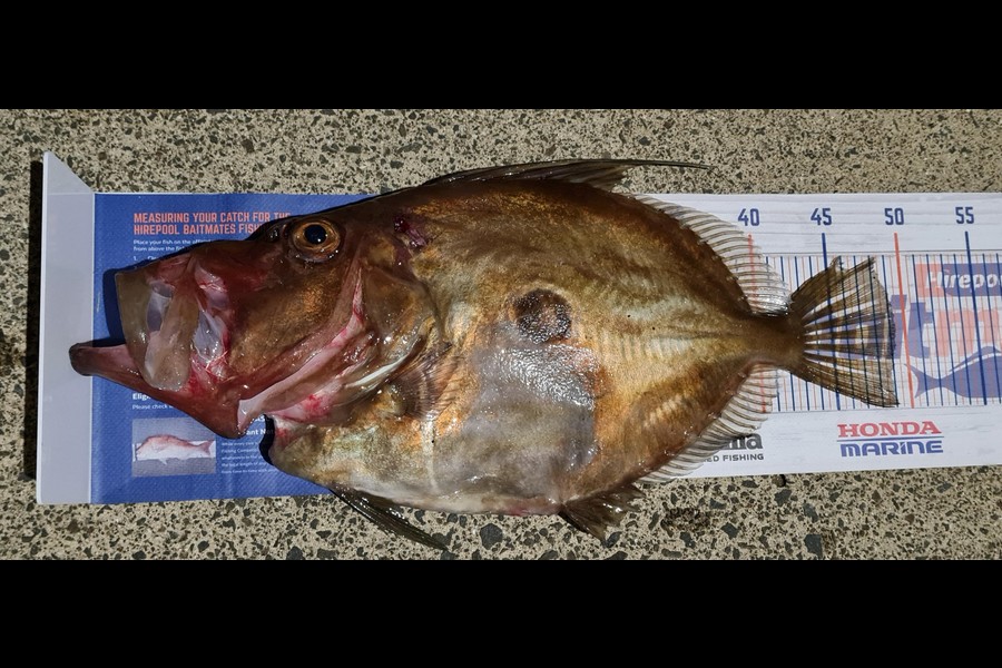 Aria Whitford caught this 49.0cm John Dory at Great Mercury Island during The Hirepool Baitmates Fishing Comp
