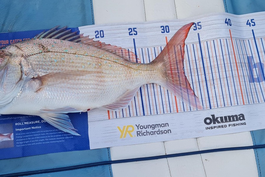 Aria Whitford caught this 31.5cm Snapper at Great Mercury Island during The Hirepool Baitmates Fishing Comp