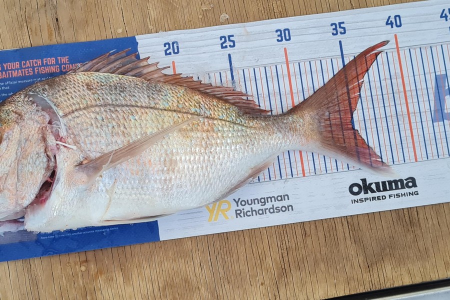 Aria Whitford caught this 35.0cm Snapper at Great Mercury Island during The Hirepool Baitmates Fishing Comp