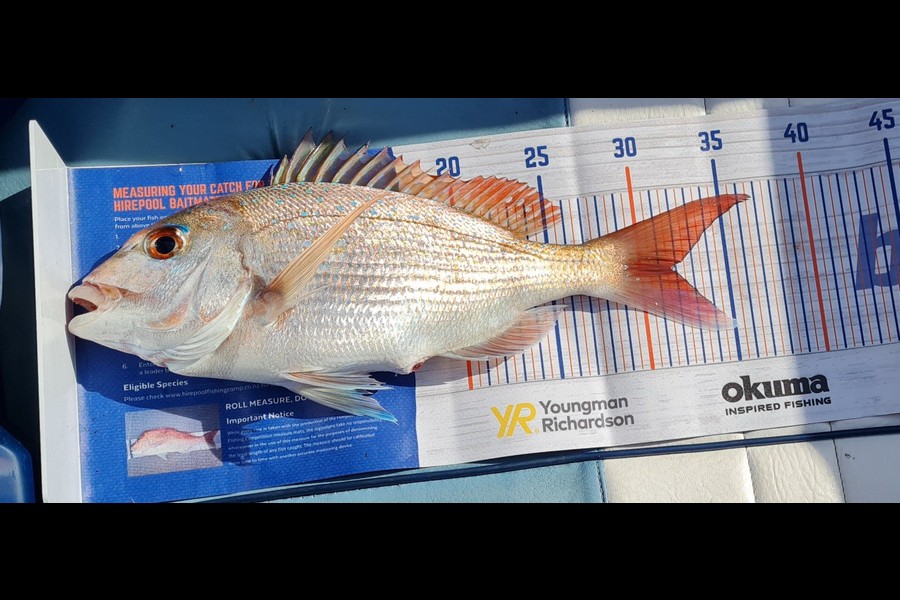 Aria Whitford caught this 31.5cm Snapper at Great Mercury Island during The Hirepool Baitmates Fishing Comp