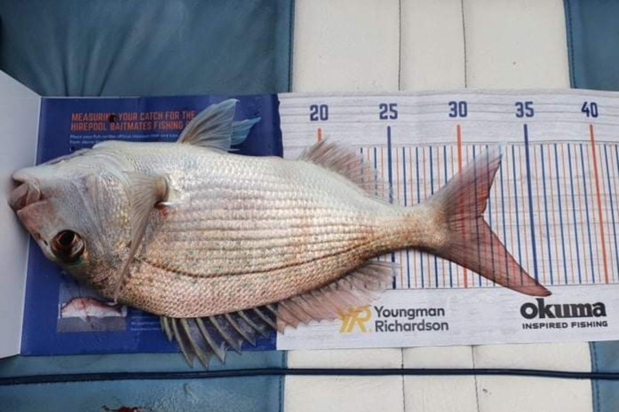 Aria Whitford caught this 31.0cm Snapper at Great Mercury Island during The Hirepool Baitmates Fishing Comp