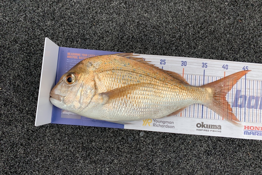 Bevan Sterling caught this 40.0cm Snapper at Kaipara Harbour during The Hirepool Baitmates Fishing Comp