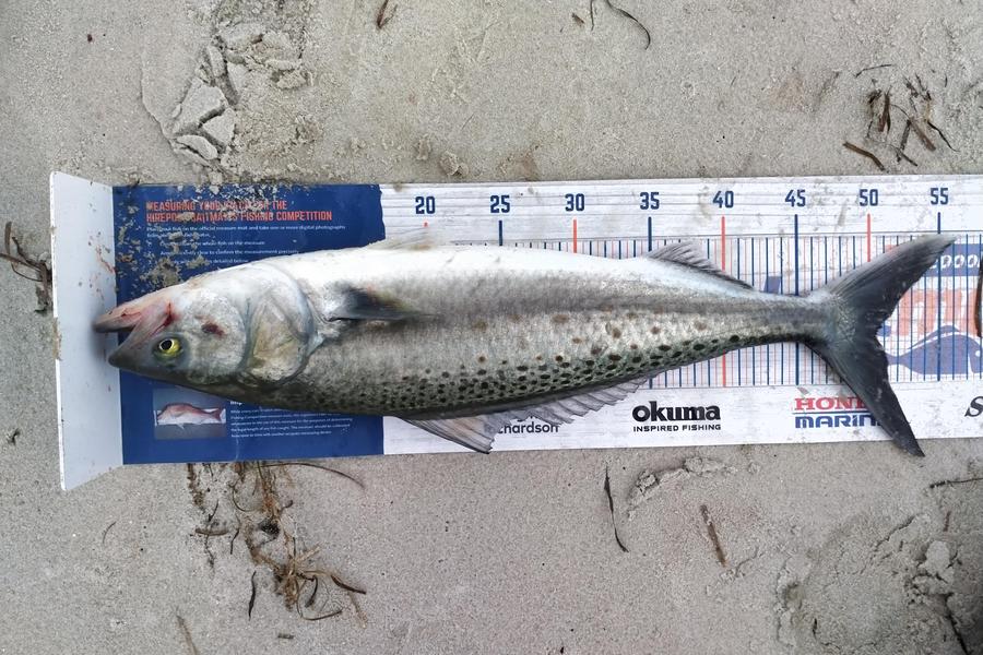 Ben Moretti caught this 50.0cm Kahawai at Rangiputa  during The Hirepool Baitmates Fishing Comp
