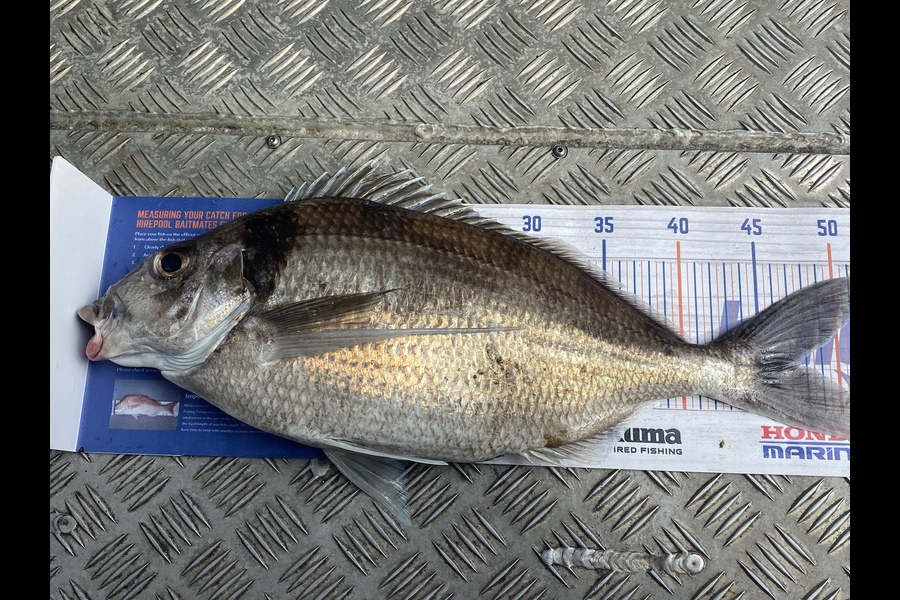 Keiran Bryant caught this 47.5cm Tarakihi at Kapiti during The Hirepool Baitmates Fishing Comp