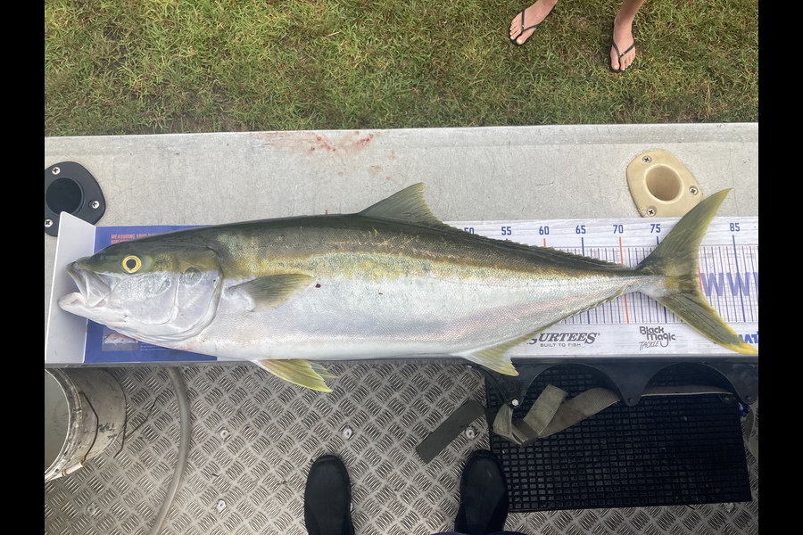 Craig Norton caught this 80.0cm Kingfish at Kaimaumau  during The Hirepool Baitmates Fishing Comp