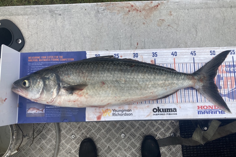 Craig Norton caught this 49.5cm Kahawai at Kaimaumau  during The Hirepool Baitmates Fishing Comp