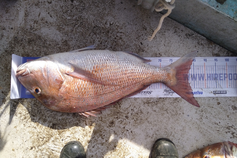 Heath Robinson caught this 82.5cm Snapper at Patea  during The Hirepool Baitmates Fishing Comp