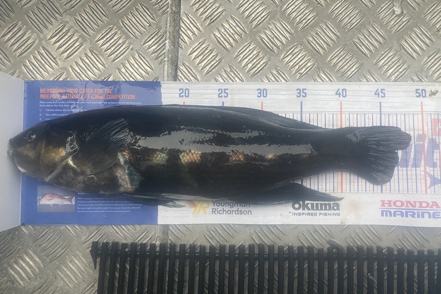 Keiran Bryant caught this 46.5cm Butterfish at Kapiti during The Hirepool Baitmates Fishing Comp