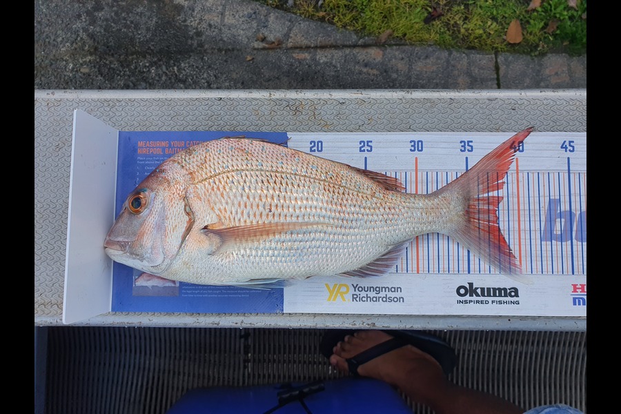 Norm Ngaira caught this 37.5cm Snapper at Gisborne  during The Hirepool Baitmates Fishing Comp