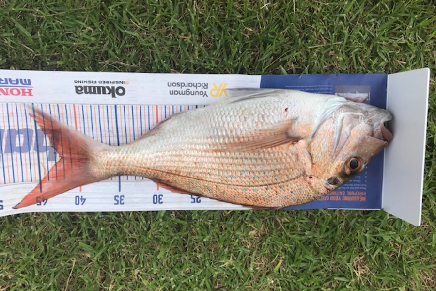 Alex Douglas caught this 42.0cm Snapper at Tapiri during The Hirepool Baitmates Fishing Comp