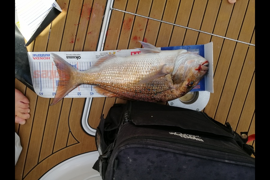 Gary Berwick caught this 57.5cm Snapper at Mayor Island during The Hirepool Baitmates Fishing Comp