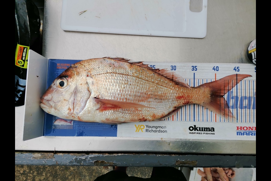 Brendan  Slee  caught this 41.5cm Snapper at Paihia during The Hirepool Baitmates Fishing Comp
