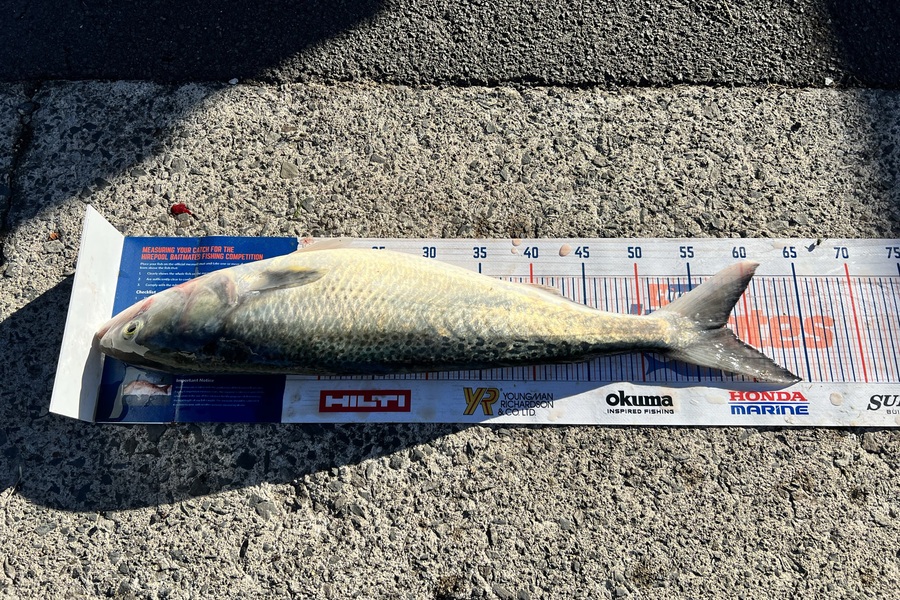 Renea Wheeler caught this 57.5cm Kahawai at Raglan  during The Hirepool Baitmates Fishing Comp