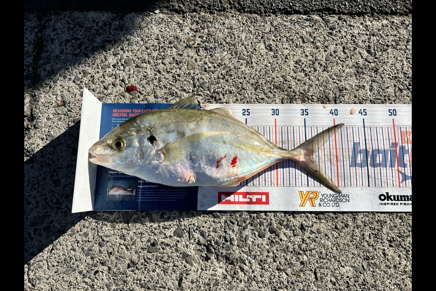 Renea Wheeler caught this 35.5cm Trevally at Raglan  during The Hirepool Baitmates Fishing Comp