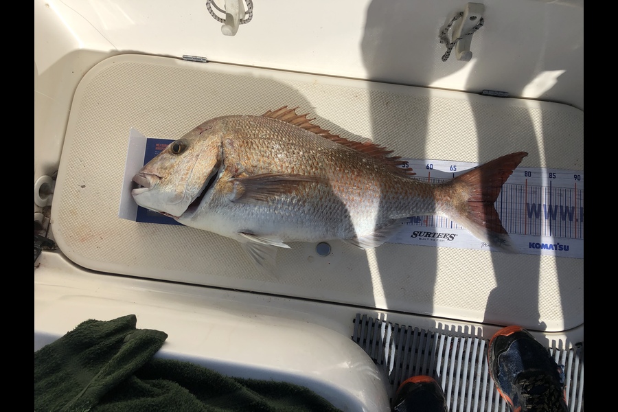 Paul Bashford caught this 73.0cm Snapper at Whanganui during The Hirepool Baitmates Fishing Comp