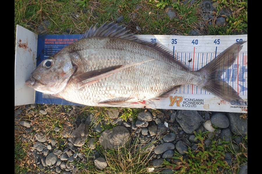 Rodney Niven caught this 46.0cm Tarakihi at Ngawi  during The Hirepool Baitmates Fishing Comp