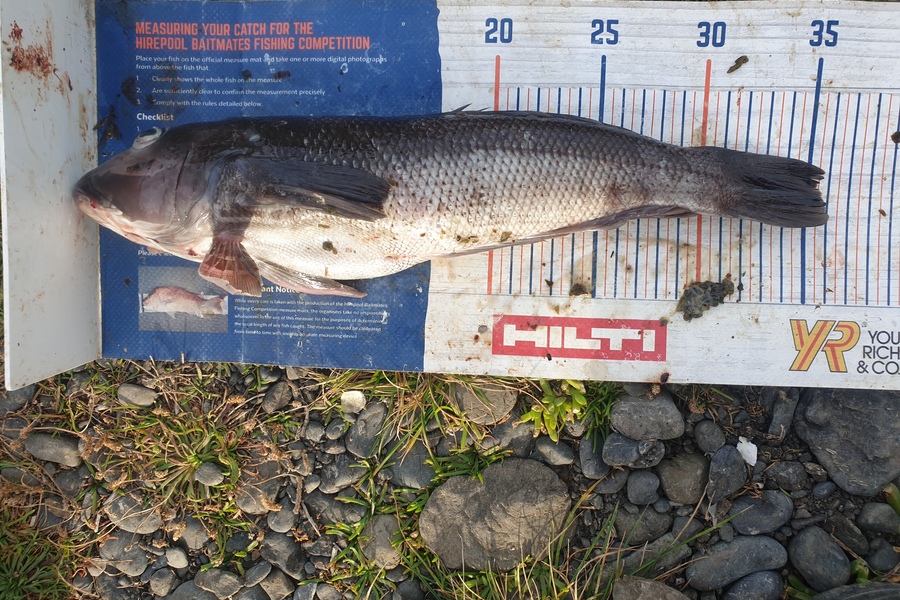 Rodney Niven caught this 35.0cm Blue Cod at Ngawi  during The Hirepool Baitmates Fishing Comp