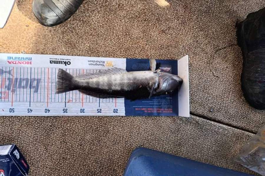 Mike Ashton caught this 37.5cm Blue Cod at Otago harbour during The Hirepool Baitmates Fishing Comp