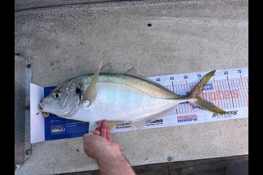 Kevin Bustard caught this 54.0cm Trevally at Tauranga  during The Hirepool Baitmates Fishing Comp