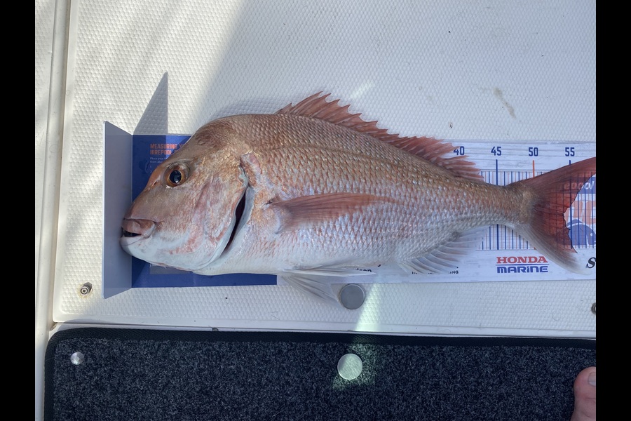 Matt Sealy caught this 54.0cm Snapper at Hauraki Gulf during The Hirepool Baitmates Fishing Comp