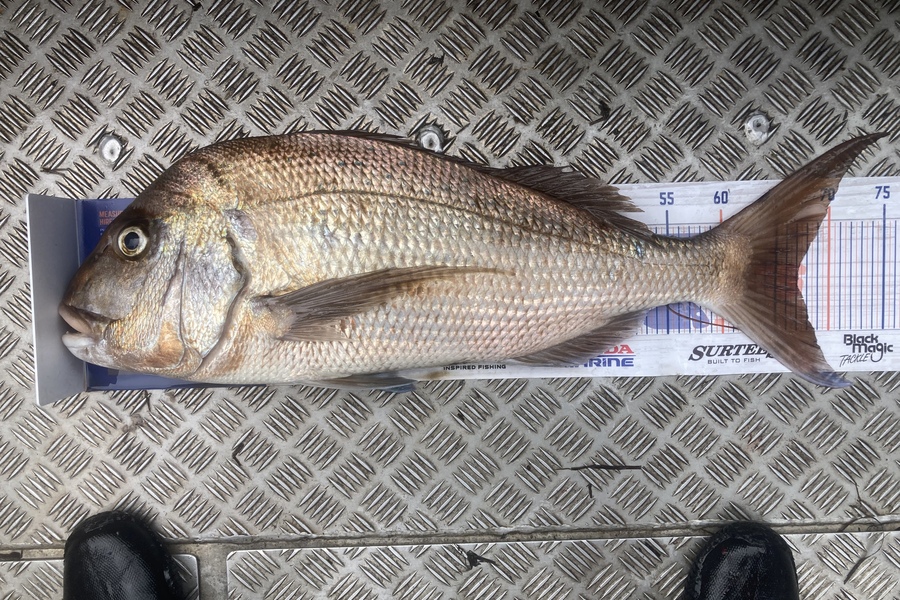 Craig Norton caught this 67.0cm Snapper at Kaimaumau  during The Hirepool Baitmates Fishing Comp