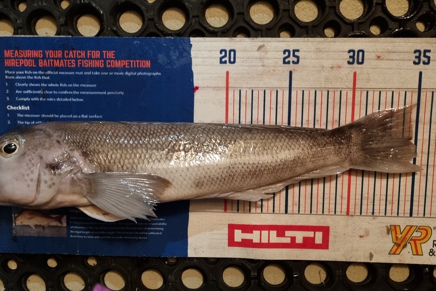 Bronwyn Langham caught this 34.5cm Blue Cod at Croisilles Harbour during The Hirepool Baitmates Fishing Comp