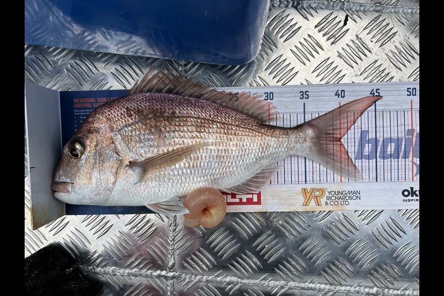 Lucy Barlow caught this 40.0cm Snapper at Thames Cost during The Hirepool Baitmates Fishing Comp