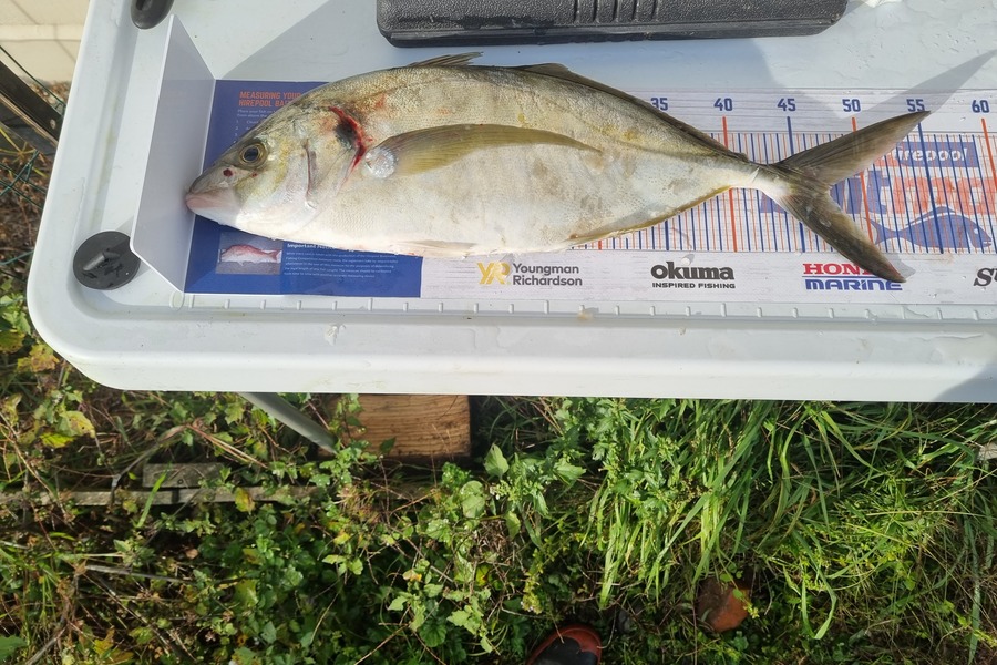 Daryl Edwards caught this 47.0cm Trevally at Wanganui during The Hirepool Baitmates Fishing Comp