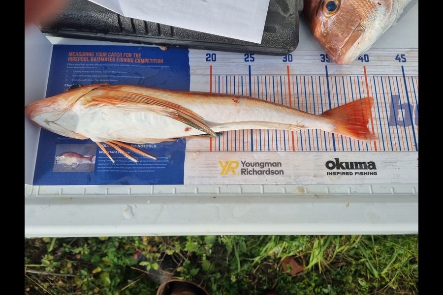 Daryl Edwards caught this 39.0cm Gurnard at Wanganui during The Hirepool Baitmates Fishing Comp